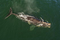 Aerial view of a North Atlantic right whale (Eubalaena glacialis), Bay of Fundy, Canada, September