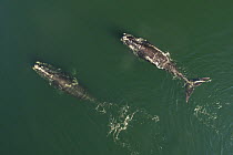 Aerial view of a North Atlantic right whales (Eubalaena glacialis) feeding, Bay of Fundy, Canada, September.