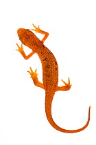 Eastern newt (Notophthalmus viridescens) in red eft stage, New Brunswick, Canada, June.