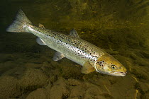 Atlantic salmon (Salmo salar) Petitcodiac river, New Brunswick, Canada, October.