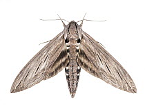Great ash sphinx moth (Sphinx chersis) photographed on white background, New Brunswick, Canada, July.