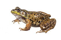 Green frog (Lithobates clamitans) photographed on white background, New Brunswick, Canada, May.
