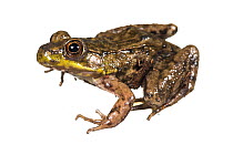 Green frog (Lithobates clamitans) photographed on white background, New Brunswick, Canada, May.
