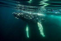 Humpback whale (Megaptera novaeangliae), Bay of Fundy, Canada. November.