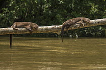 Neotropical river otters (Lontra longicaudis) resting on a log along the Indian River in the Indio-Maiz Biosphere Reserve, Nicaragua. August.