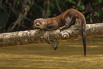 Neotropical river otter (Lontra longicaudis) resting on a log along the Indian River, Indio-Maiz Biosphere Reserve, Nicaragua. August.