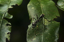 Bullet ant (Paraponera clavata) lowland rainforests, Southeastern Nicaragua. August.