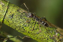 Bullet ant (Paraponera clavata) lowland rainforests, Southeastern Nicaragua. August.