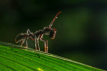 Bullet ant (Paraponera clavata) with prey, lowland rainforests, Southeastern Nicaragua. August.