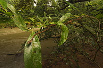 Banded cat-eye snake (Leptodeira annulata) lowland rainforests,Southeastern Nicaragua. August.
