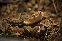 Fer-de-lance snake ( Bothrops asper) in the lowland rainforests of Southeastern Nicaragua. August.