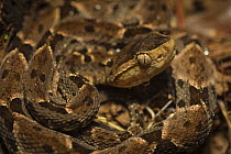 Fer-de-lance snake (Bothrops asper) in the lowland rainforests of Southeastern Nicaragua. August.