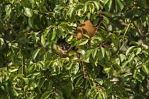 Geoffrey's spider monkey (Ateles geoffroyi)  Indio Maiz Biological Reserve, Nicaragua. August. Endangered species.