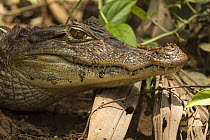 Spectacled caiman (Caiman crocodilus) resting on the river bank along the Indian River, Indio Maiz Biological Reserve, Nicaragua. August.