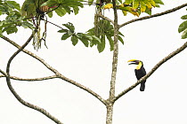 Black-mandibled toucan (Ramphastos ambiguus swainsonii) in the lowland rainforests, Southeastern Nicaragua. August.
