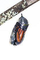 Monarch butterfly (Danaus plexippus) emerging from chrysalis, photographed on white. New Brunswick, Canada, September. Sequence 1 of 8