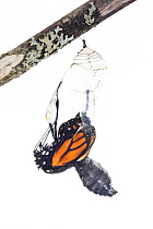 Monarch butterfly (Danaus plexippus) emerging from chrysalis, photographed on white. New Brunswick, Canada, September. Sequence 4 of 8