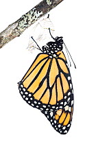 Monarch butterfly (Danaus plexippus) emerging from chrysalis, photographed on white. New Brunswick, Canada, September. Sequence 7 of 8