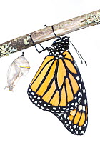Monarch butterfly (Danaus plexippus) emerging from chrysalis, photographed on white. New Brunswick, Canada, September. Sequence 8 of 8