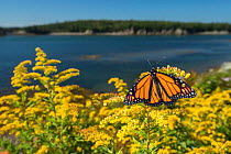 Monarch butterfly (Danaus plexippus) feeding on Goldenrod, New Brunswick, Canada, September.