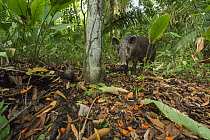 Baird's tapir (Tapirus bairdii) feeding on palm fruits in Corcovado National Park, Costa Rica, May. Endangered.