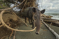 Baird's tapir (Tapirus bairdii) walking along beach in Corcovado National Park, Costa Rica. Endangered.