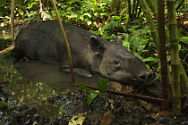 Baird's tapir (Tapirus bairdii) Corcovado National Park, Costa Rica, May. Endangered.