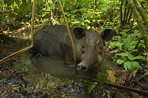 Baird's tapir (Tapirus bairdii) Corcovado National Park, Costa Rica, May. Endangered.