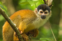 Central American squirrel monkey (Saimiri oerstedii) in Corcovado National Park, Costa Rica, May. Vulnerable.