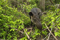 Baird's tapir (Tapirus bairdii) browsing in Corcovado National Park, Costa Rica, May. Endangered.