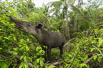 Baird's tapir (Tapirus bairdii) browsing, Corcovado National Park, Costa Rica, May. Endangered.