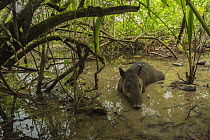 Baird's tapir (Tapirus bairdii) resting in mud wallow in Corcovado National Park, Costa Rica, May. Endangered.