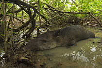 Baird's tapir (Tapirus bairdii) resting in mud wallow, Corcovado National Park, Costa Rica, May, Endangered.