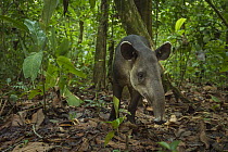 Baird's tapir (Tapirus bairdii)  Corcovado National Park, Costa Rica, May. Endangered.