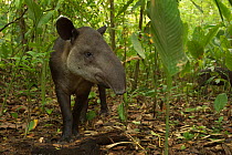 Baird&#39;s tapir (Tapirus bairdii) Corcovado National Park, Costa Rica, May. Endangered.