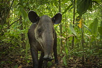 Baird's tapir (Tapirus bairdii) in Corcovado National Park, Costa Rica, May. Endangered.