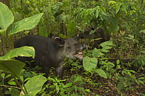 Baird's tapir (Tapirus bairdii) displaying flehman response in Corcovado National Park, Costa Rica, May. Endangered