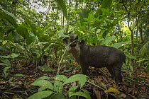 Baird's tapir (Tapirus bairdii) browsing in Corcovado National Park, Costa Rica, May. Endangered.