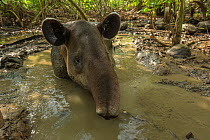 Baird&#39;s tapir (Tapirus bairdii) resting in mud wallow in Corcovado National Park, Costa Rica, May. Endangered.