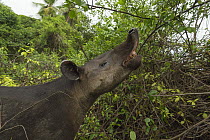 Baird's tapir (Tapirus bairdii) browsing, Corcovado National Park, Costa Rica, May. Endangered.