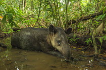 Baird's tapir (Tapirus bairdii) resting in mud wallow in Corcovado National Park, Costa Rica, May. Endangered.