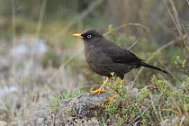 Sooty thrush (Turdus nigrescens) endemic to the southern highlands of Costa Rica, March.