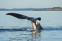 North Atlantic right whale (Eubalaena glacialis) tail fluke with severe entanglement scars. Bay of Fundy, Canada, September.