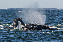 North Atlantic right whales ( Eubalaena glacialis) group engaged in courtship behaviour, Bay of Fundy, Canada, September.