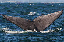 North Atlantic right whale (Eubalaena glacialis) tail flukes, Bay of Fundy, Canada, September.