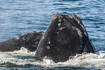 North Atlantic right whales ( Eubalaena glacialis) group engaged in courtship behaviour, Bay of Fundy, Canada, September.