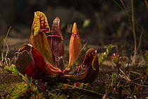 Northern pitcher plant (Sarracenia purpurea) photographed on Borgle's Island, Nova Scotia, Canada, September.