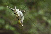 Chestnut-sided warbler (Setophaga pensylvanica) captured in a mist net during a study of migratory birds in Costa Rica, January.