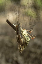 Northern waterthrush (Parkesia noveboracensis), captured in a mist net during a study of migratory birds in Costa Rica, January.