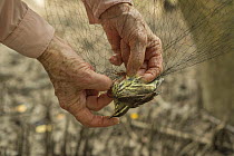 Researcher removing a Northern waterthrush (Parkesia noveboracensis), captured in a mist net during a study of migratory birds in Costa Rica, January.